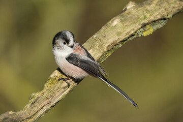 Long-tailed tit (Aegithalos caudatus) perched on a mossy tree branch in its natural habitat, close-up side view © Badr