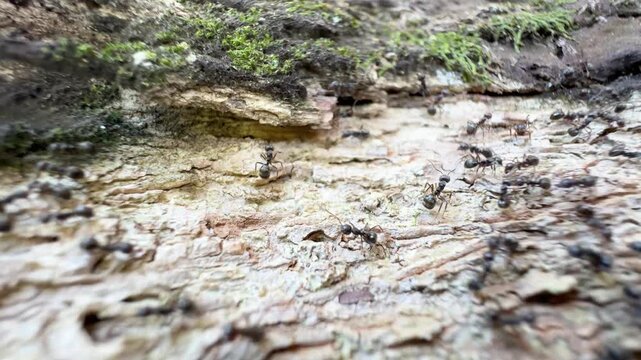 Macro shot of a colony of black ants crawling and moving busily on rough tree bark in the forest