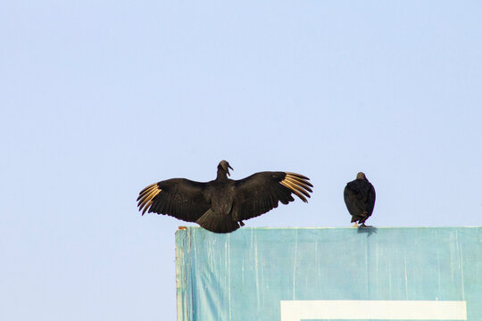 Panama City, Panama &ndash; January 25, 2023:  Black vultures perched on urban rooftop with wings spread