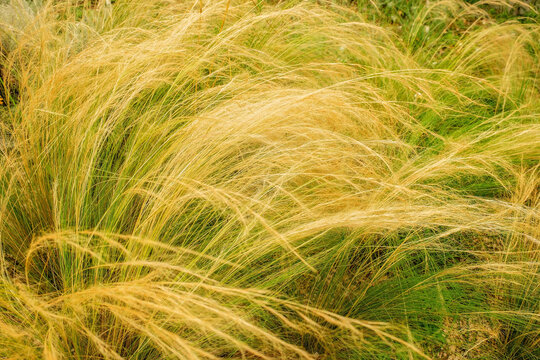 Golden feather grass swaying on meadow with green stems and yellow spikelets creating natural botanical texture landscape.