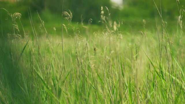 Close telephoto view of tall green grass and delicate seed heads moving gently in the wind, creating a soft natural background in a sunlit summer meadow.