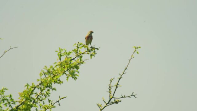 Male common linnet perched on the upper branches of a leafy hawthorn bush, showing reddish breeding plumage and a grey head against a clear rural sky.