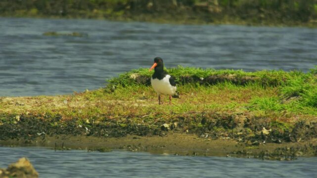 Eurasian oystercatcher standing on a low grassy island surrounded by water, showing its distinctive black-and-white plumage and long orange bill in a natural wetland habitat.