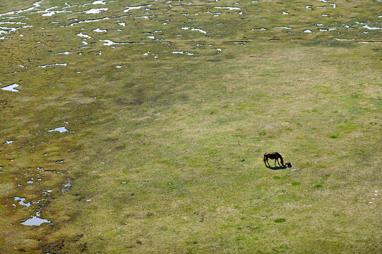 Aerial view of a horse and foal grazing in a vast, flat grassy field with small pools of water in Becej, Vojvodina, Serbia.