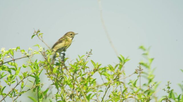 Juvenile European stonechat perched among fresh green leaves on a countryside shrub, showing mottled young plumage against a bright summer sky.