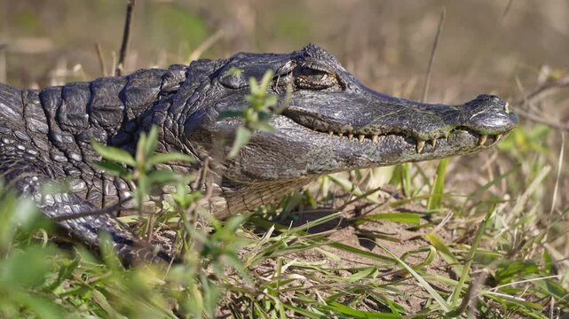 Yacare caiman lies motionless in dry grass as the focus shifts from foreground plants to its scaly head, useful for wildlife, reptile, or conservation content. Rack Focus.
