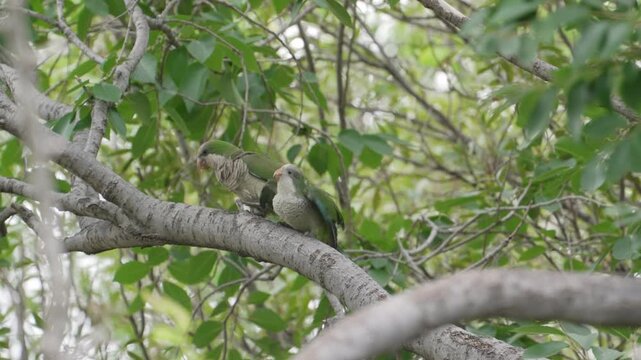 Two Myiopsitta monachus sit close together on a thick branch amid dense green foliage, occasionally shifting and interacting.