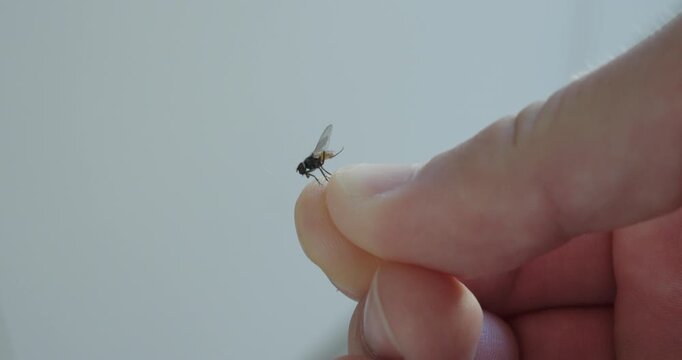 Close-up of a housefly resting on a person's fingertip, highlighting insect behavior, hygiene, pest control, and macro wildlife details.