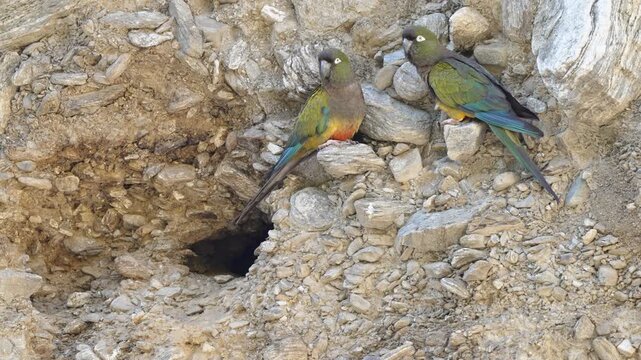 Two burrowing parrots perch on a rocky cliff beside their dark nest burrow, interacting at the entrance.