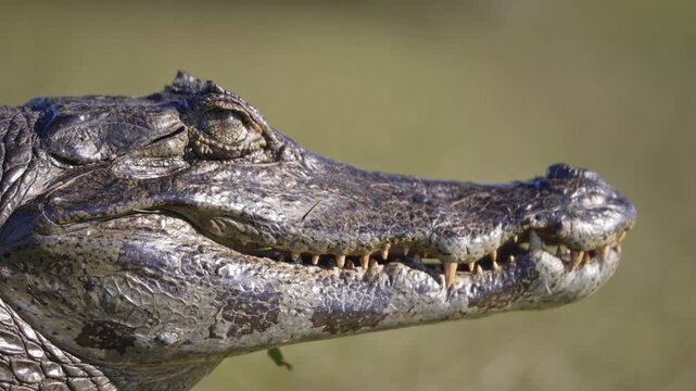 Caiman yacare head fills the frame in tight side profile, jaw slightly open to reveal sharp teeth against a soft green background, useful for reptile behavior or conservation stories.