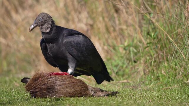 Coragyps atratus stands over a bloody rodent carcass in short grass, pausing between pecks in a tight wildlife close-up.