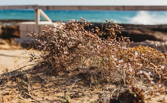 marine plant on the beach