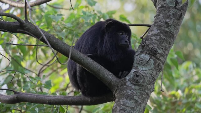 Male black howler monkey (Alouatta caraya) sits quietly on a thick tree branch surrounded by green forest foliage, useful for wildlife behavior or conservation themes.