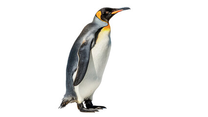 Wild king penguin standing alert in profile look isolated on transparent background © Hanna