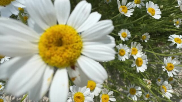 Beautiful field of blooming chamomile wildflowers waving gently in the breeze under bright sunlight, creating a serene and natural summer landscape. Wild daisy flowers in nature, perfect for organic c