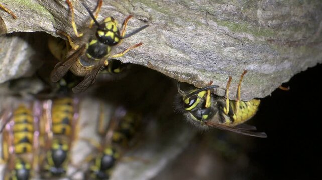 German Wasp (Vespula germanica) using chewed-up wood the add to the papery structure inside their nest, in a hole in the ground. July, Kent, UK [Slow motion x4] 