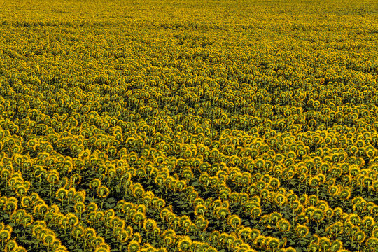 Aerial view of a vast field of sunflowers in full bloom with rows of yellow flowers stretching across the agricultural landscape in Ecka, Vojvodina, Serbia.