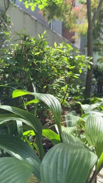 Backlit hosta leaves with soft garden bokeh background, vertical video