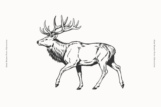 Hand-drawn illustration of a majestic stag walking in profile with large antlers. Vintage engraving style artwork ideal for wildlife publications, hunting brands, logos, apparel, and nature prints.