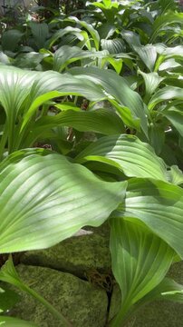 Overlapping hosta leaves forming a natural green texture, vertical video
