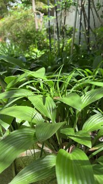 Layered hosta foliage in a shaded summer garden, vertical video