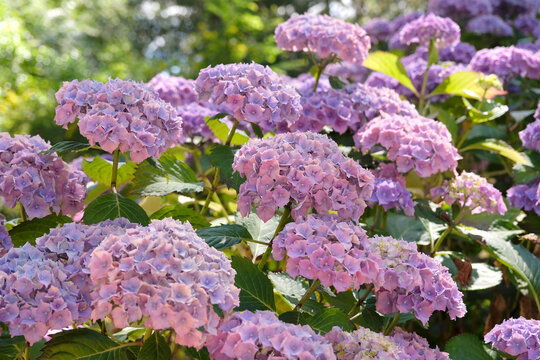 Lilac and pink mophead hydrangea macrophylla &lsquo;Atlantic&rsquo; n flower