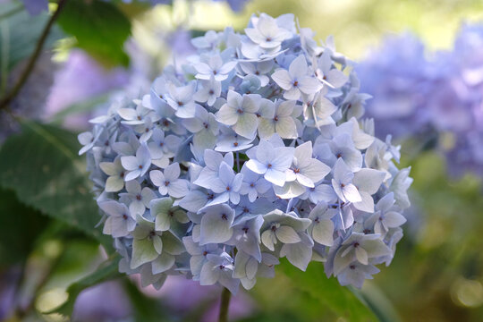 Lilac and blue mophead hydrangea macrophylla endless summer series, &lsquo;Bailmer&rsquo; in flower...
