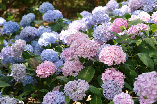 Lilac and blue mophead hydrangea macrophylla endless summer series, &lsquo;Bailmer&rsquo; in flower...