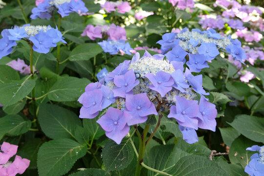 Lilac, blue lace cap hydrangea macrophylla &lsquo;Mowe&rsquo; in flower...