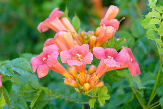 Orange Campsis x tagliabueana, trumpet creeper, &lsquo;Madame Galen&rsquo; in flower.