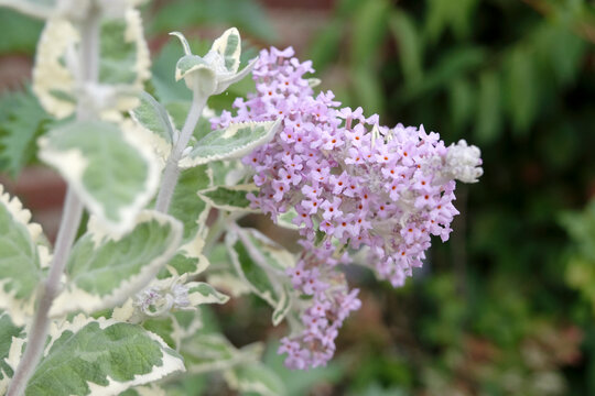 Lilac purple Buddleja crispa, Himalayan butterfly bush &lsquo;Stone House Cottage&rsquo; in flower.