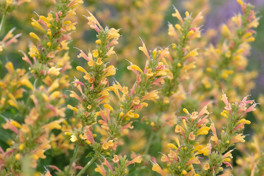 Agastache &lsquo;Kudos Yellow&rsquo; giant hyssop in flower.