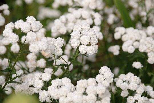 White Achillea ptarmica &lsquo;Perry's White&rsquo; sneezewort in flower.