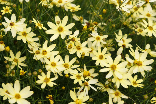 Yellow Coreopsis verticillata &lsquo;Moonbeam&rsquo; tickseed in flower.
