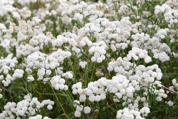 White Achillea ptarmica ‘Perry's White’ sneezewort in flower. © Alexandra