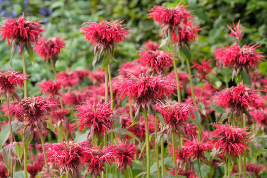 Red Monarda &lsquo;Cambridge Scarlet, also known as Bee Balm or Bergamot, in flower.