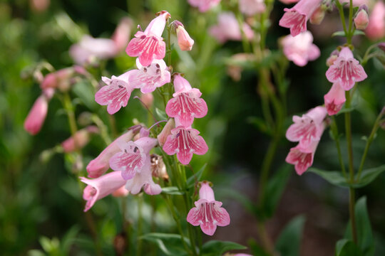 Penstemon beard tongue &lsquo;Hidcote Pink&rsquo; in flower.