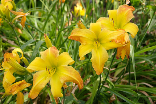 Yellow and orange Hemerocallis &lsquo;Valley Monster&rsquo; lily, in flower.