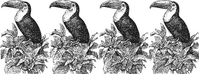 Obraz premium four black and white vintage illustrations of toucans perched on leafy branches in detailed ink