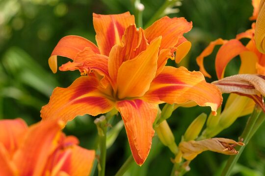 Orange double Hemerocallis fulva daylily &lsquo;Kwanso&rsquo; in flower.