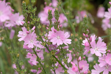 Obraz premium Pale pink Sidalcea Rosaly, Prairie Mallow, in flower.