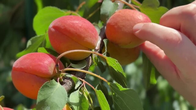 Vibrant close up shot of ripe peaches hanging from green branches on a sunny day, suggesting summer harvest bounty for fresh eating or market display
