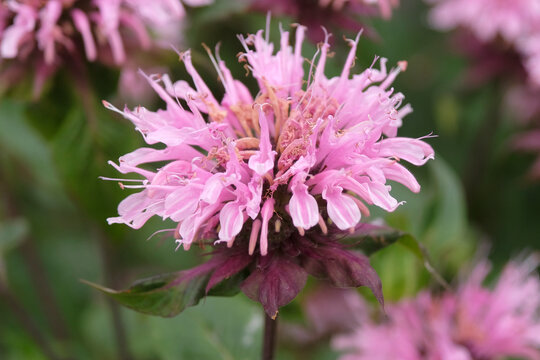 Pink Monarda &lsquo;Beauty of Cobham&rsquo; also known as Bee Balm or Bergamot, in flower.