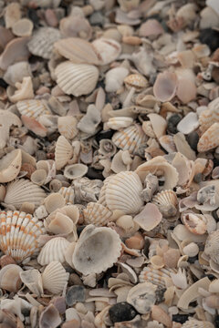 sea shells beige background tropical