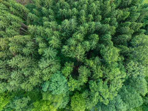 Aerial view of the dense coniferous forest canopy in Nationalpark Gesause, showcasing lush green treetops and varied textures in Admont, Steiermark, Austria.