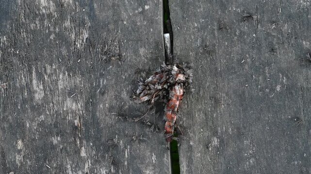 Flies cover discarded shrimp on wooden boards