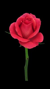 Time lapse of wilting pink Topaz rose isolated on black background, vertical orientation
