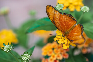 Julia butterfly (Dryas iulia) feeding on yellow lantana flowers in a lush green botanical garden setting. © Gatis
