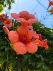 red orangre hibiscus flower © Selman