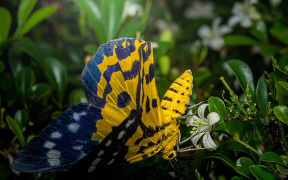 Day flying moth perching on jasmine flower